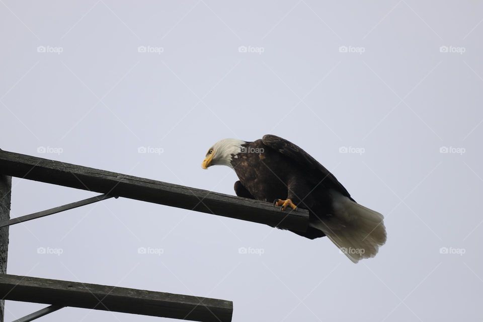 Eagle on a wooden structure 