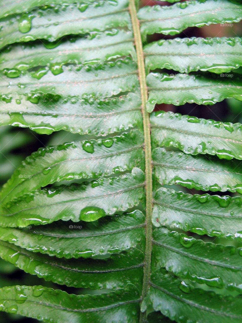 Fern with dew