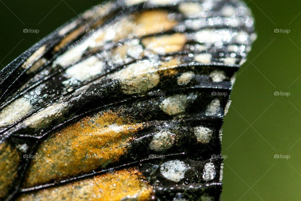 detail butterfly wing macro