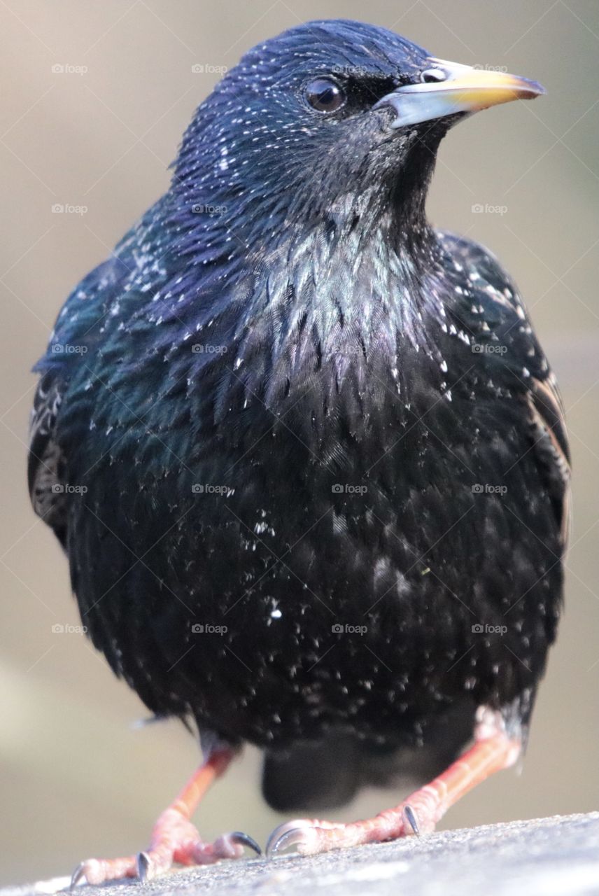 Starling portrait 