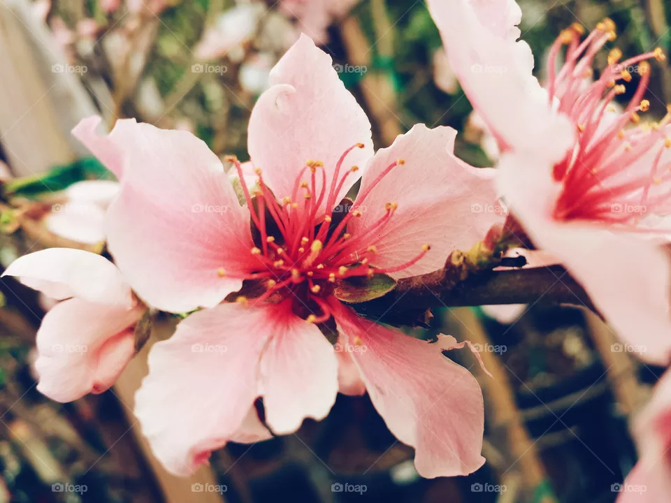 Blossom