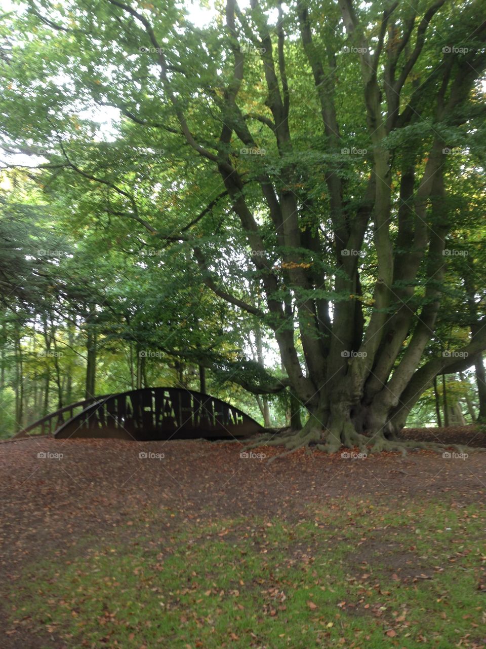 A beautiful scene. Looking up to the ha ha bridge