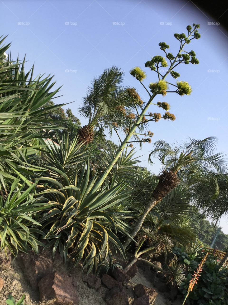 Tomorrow’s green world