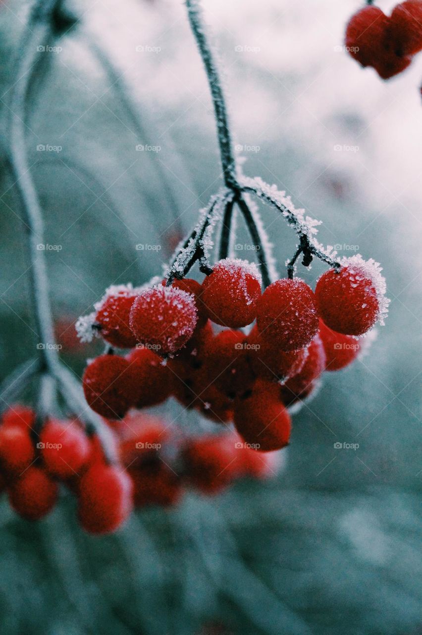 Berry’s covered in Ice 