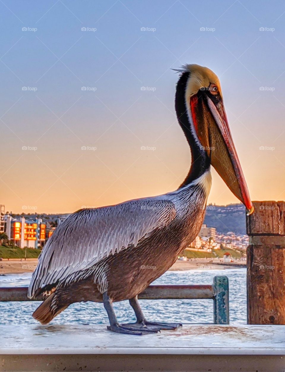 A colorful and beautiful California brown pelican hanging out on the pier during a sunset.