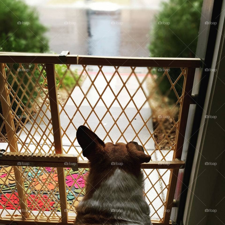 dog loves rainy day