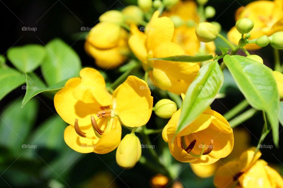 Brilliantly golden-yellow flowers