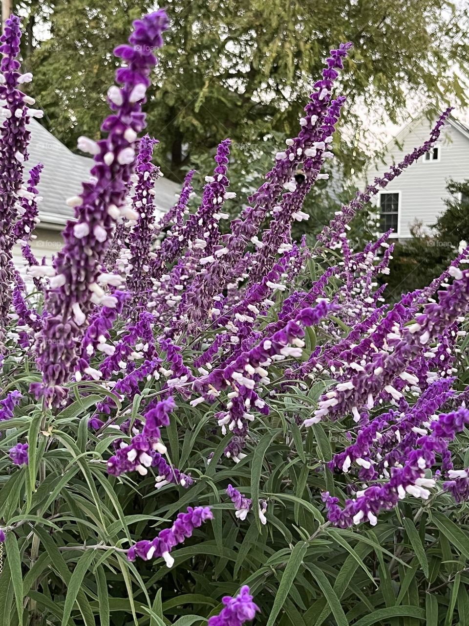 Purple flowers by Chesapeake Bay