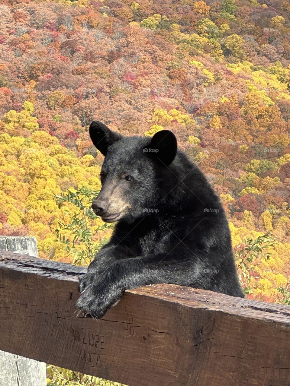 Posing bear 