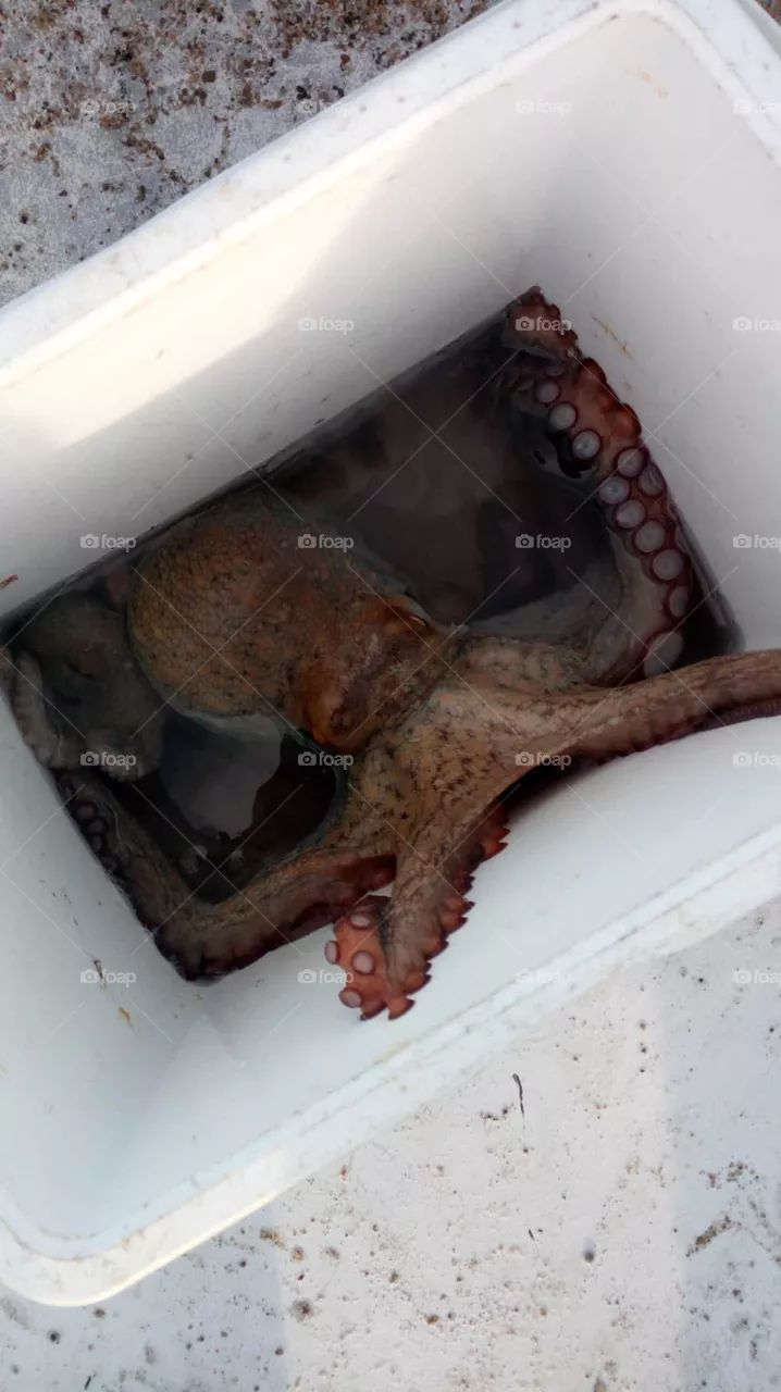 big octopus