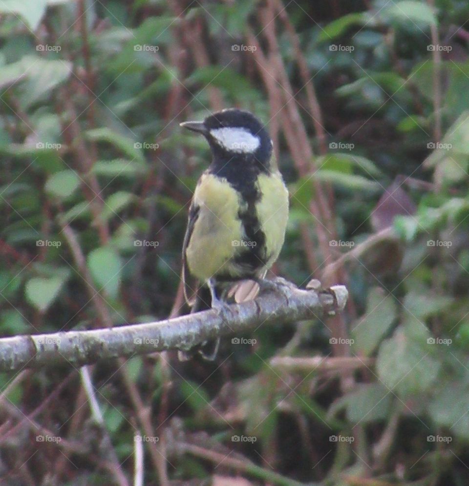 Great tit perched on a cherry tree branch