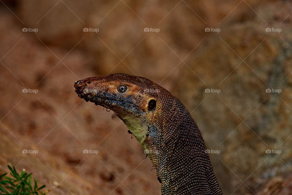 Australian sand monitor