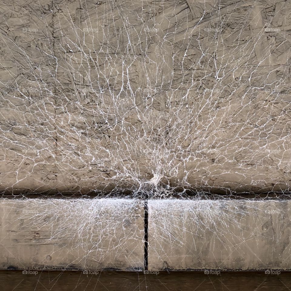 Funky spider web