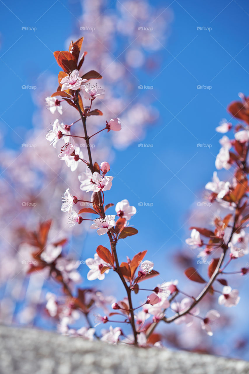 Brotes de Cerezo sobre el limpio cielo de marzo ventoso. 