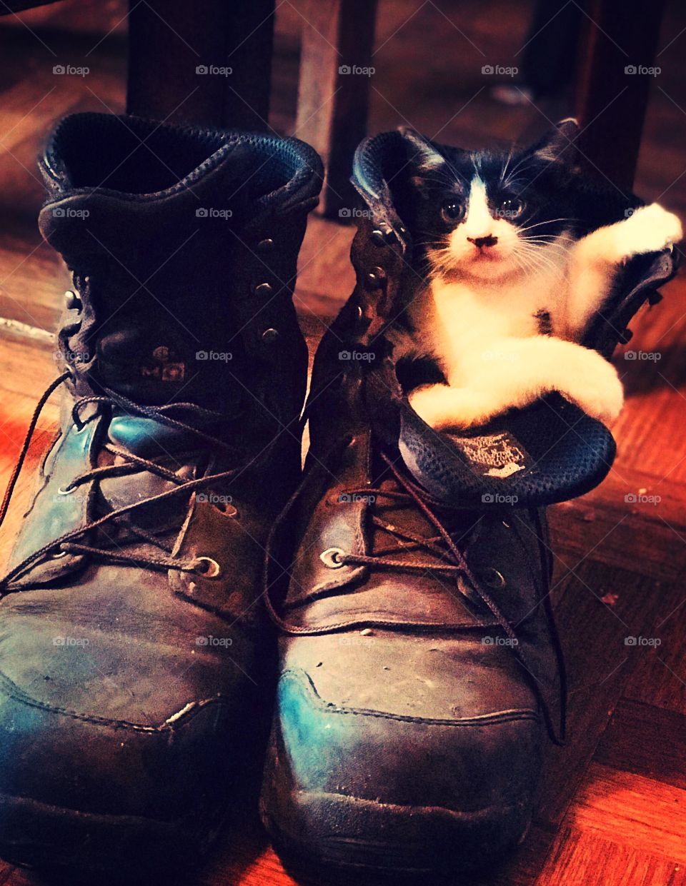 Kitten in work boot