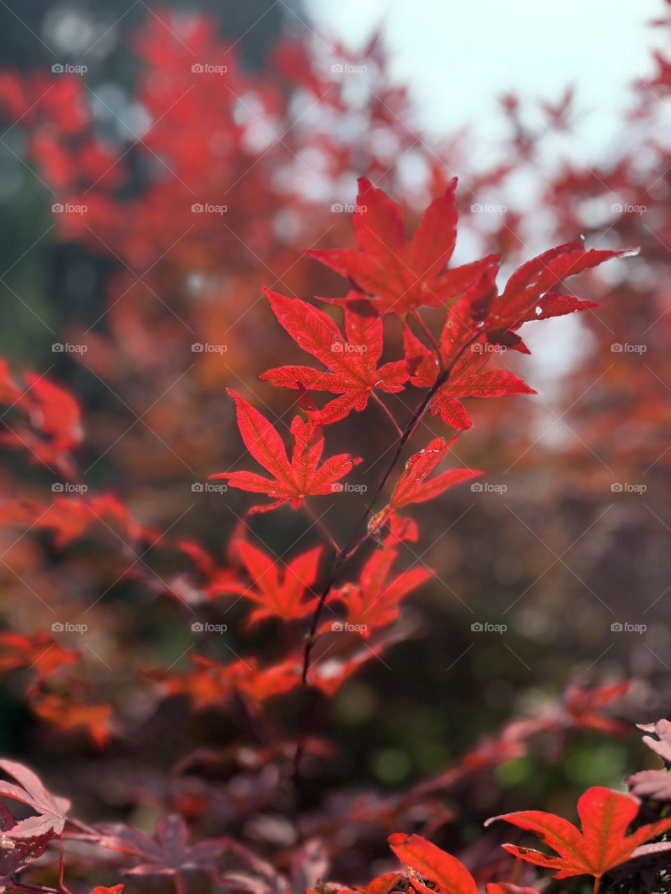 Red ❤️