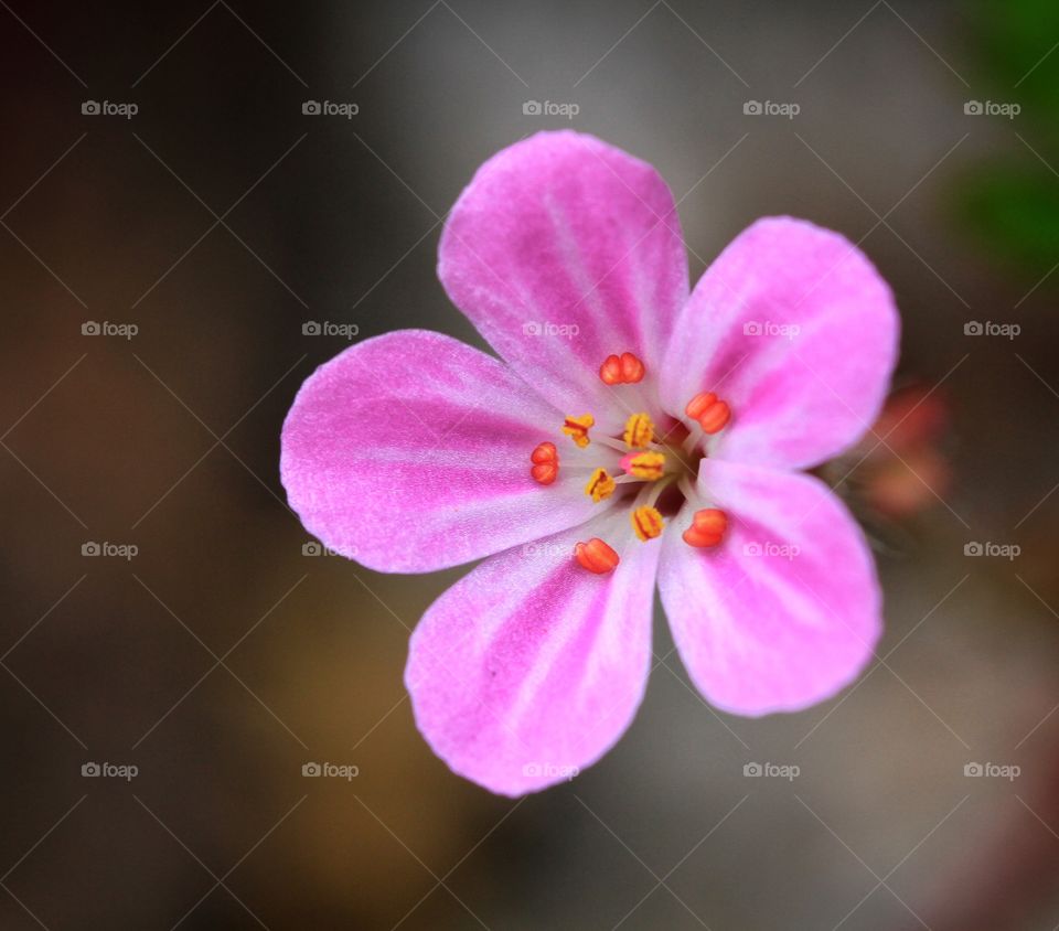 A dainty pink flower with a close up of its delicate stamen.