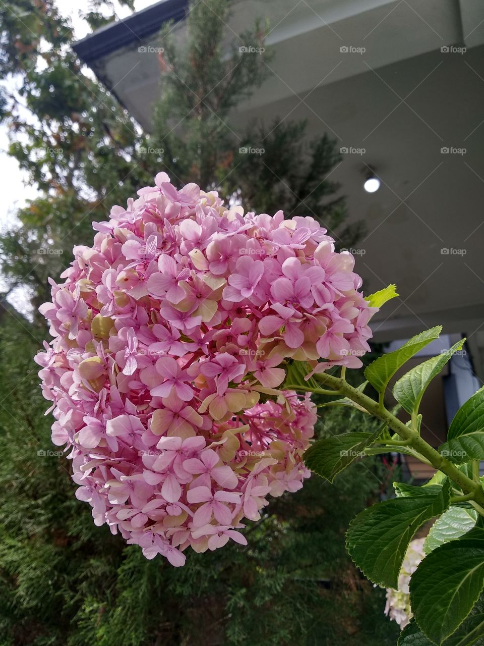 Beautiful Pink Flower