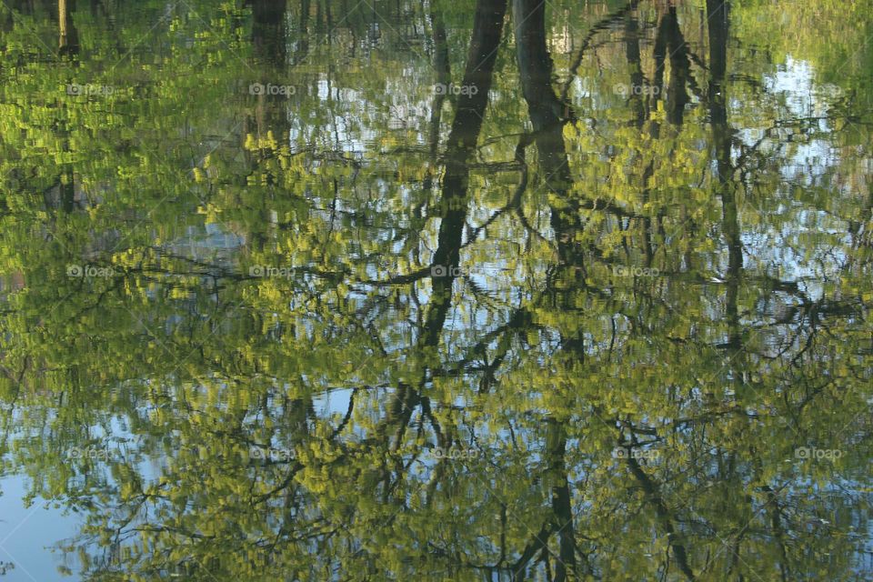 Spring Trees cast a Reflection on the Surface of the Water