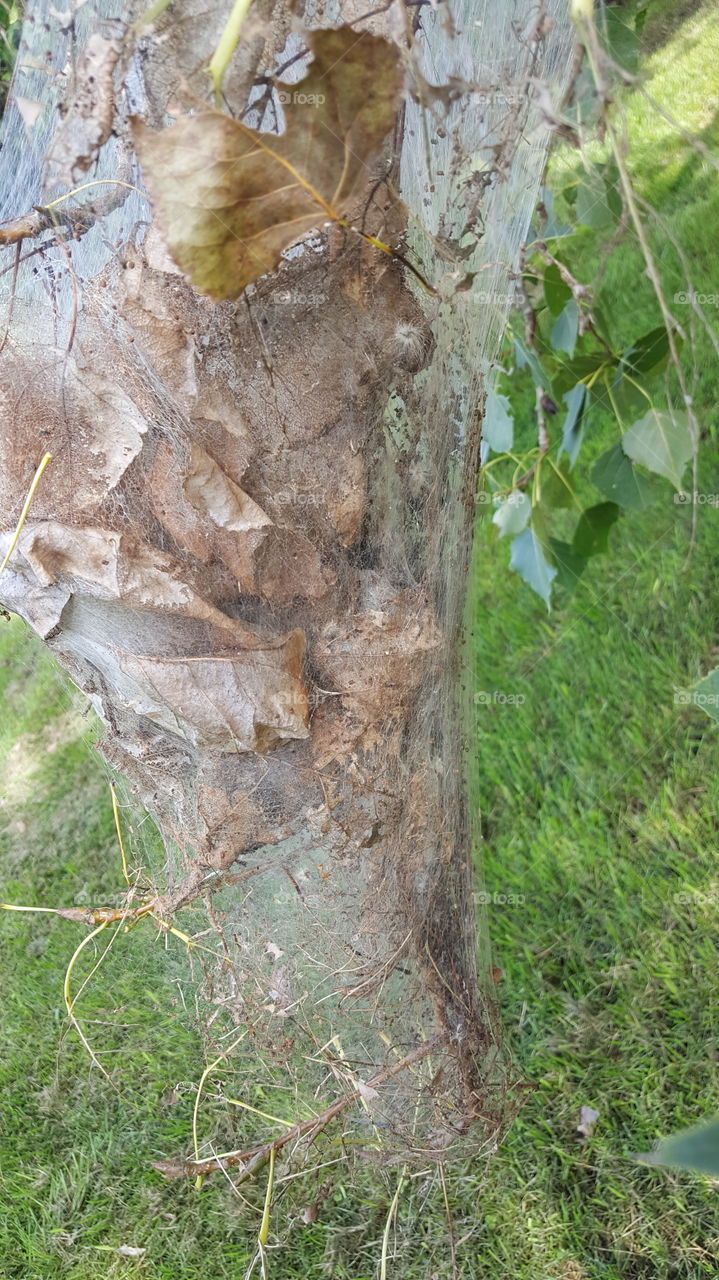 large cocoon of leaves from large spider nest