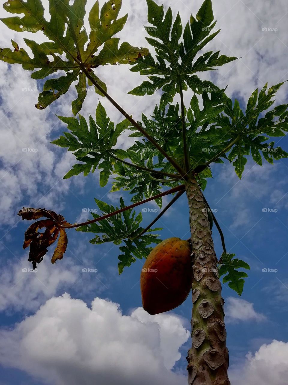 Nature. Fruit