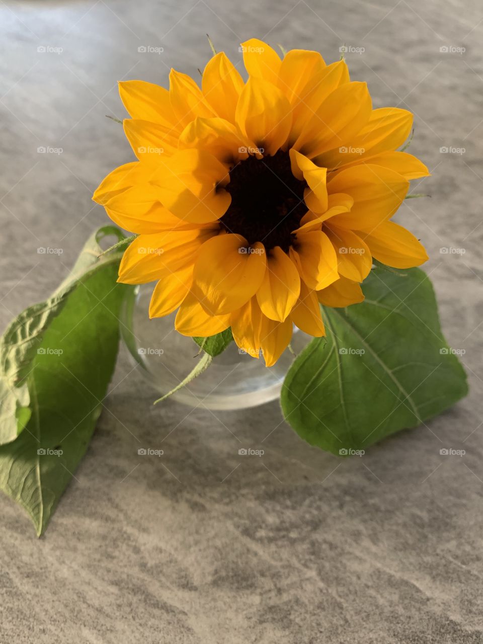Broken sunflower