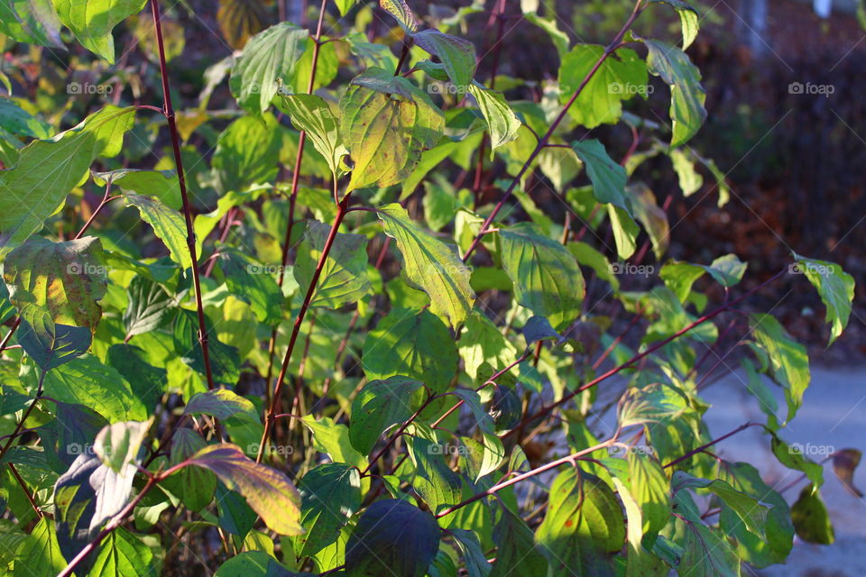 green leaves in Autumn