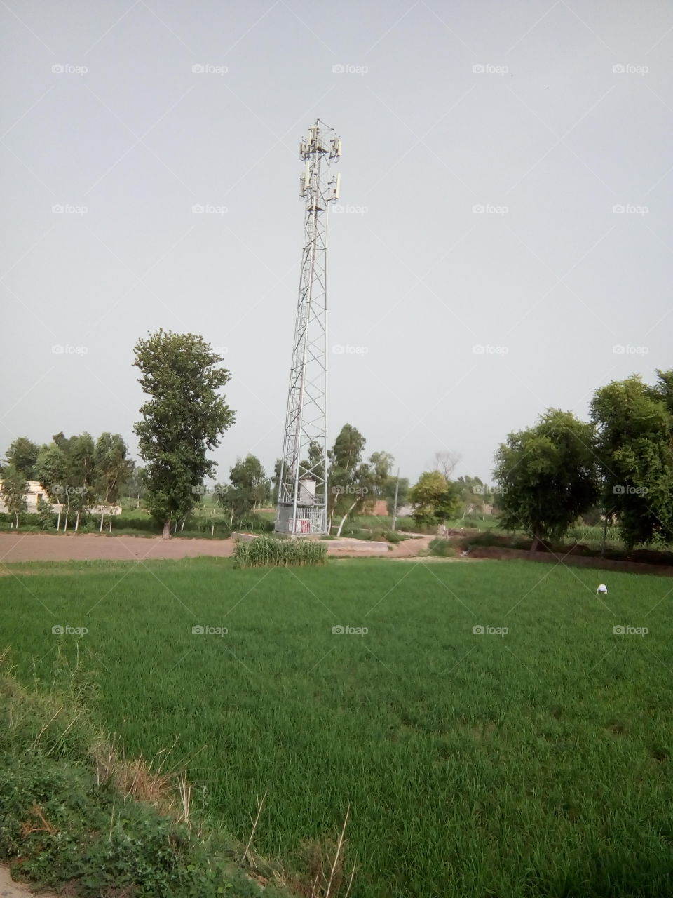 natural beautiful seen of a village in India