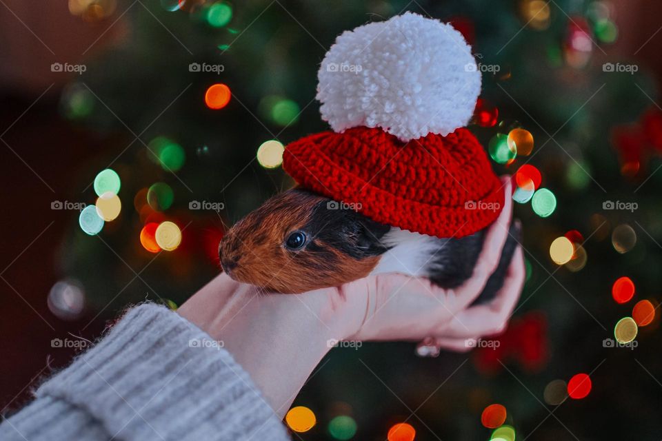 Guinea pig of Christmas