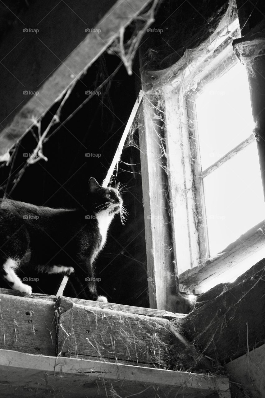 World in black and white - Barn kitty by a window at the top of the steps to a hay loft