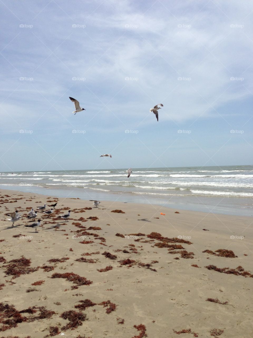 Seagulls at Surfside Beach . Surfside Tx 