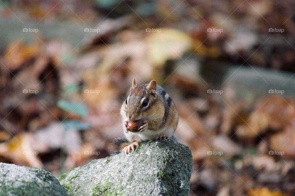 Time to get the acorns