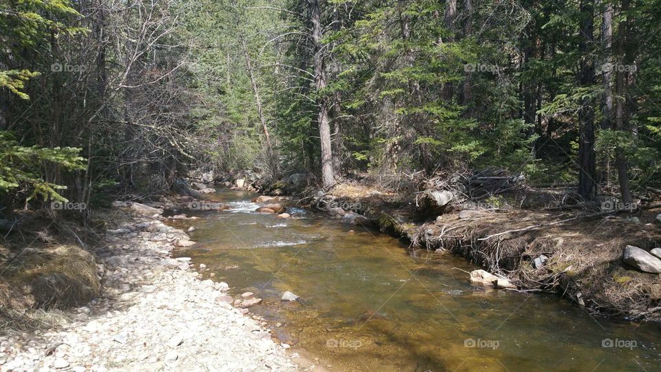 water through the trees