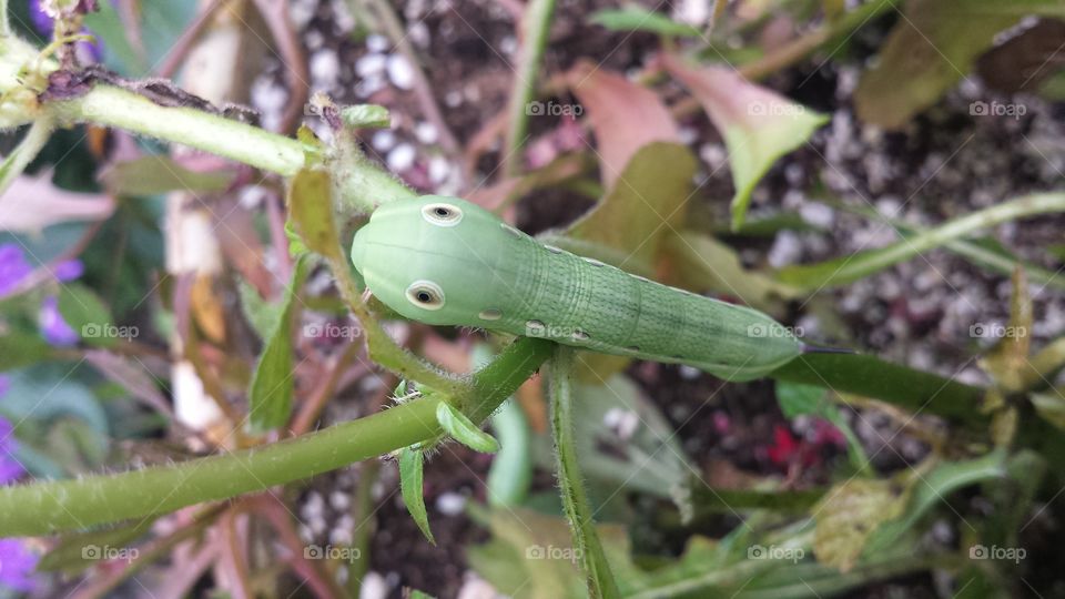Swallowtail Caterpillar