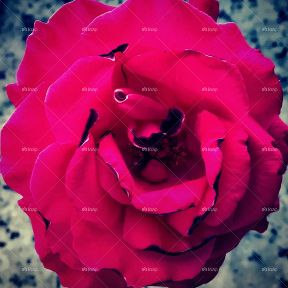 🌹 🇺🇸 Very beautiful flowers to brighten our day. Live nature and its beauty. Did you like the delicate petals? / 🇧🇷 Flores muito bonitas para alegrar nosso dia. Viva a natureza e sua beleza. Gostaram das pétalas delicadas?