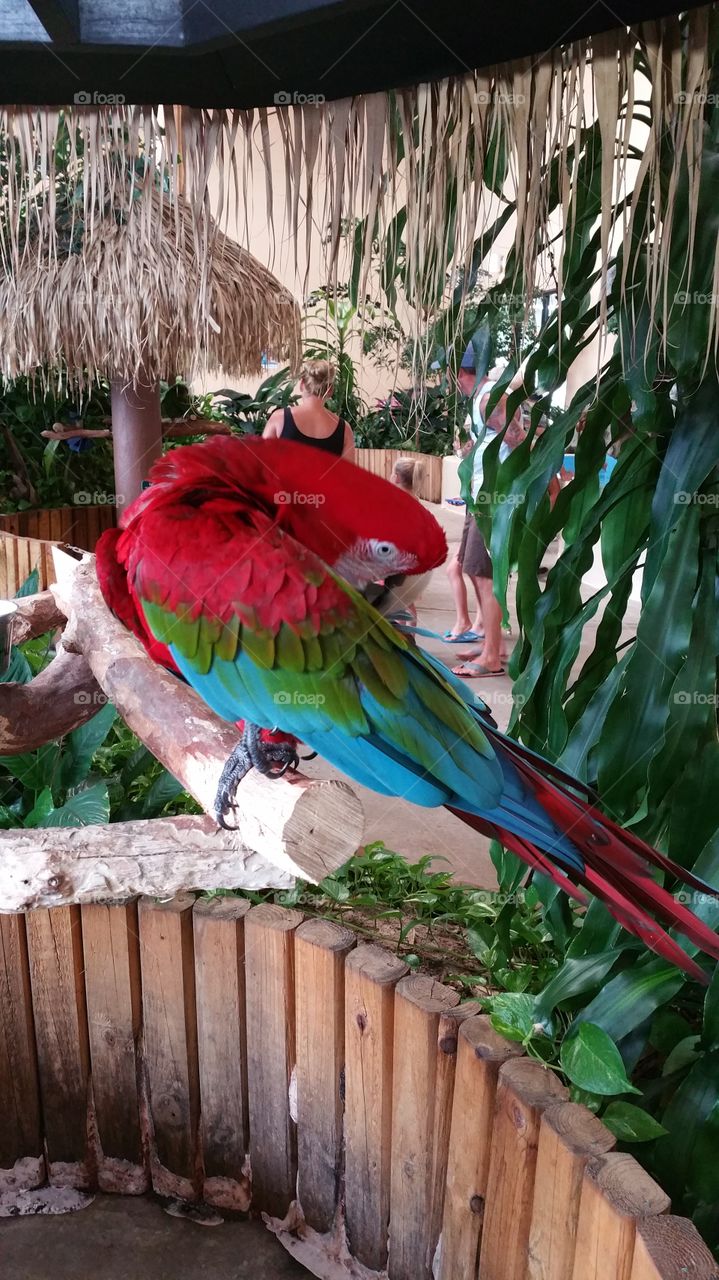 Bird, Parrot, Tropical, Nature, Feather