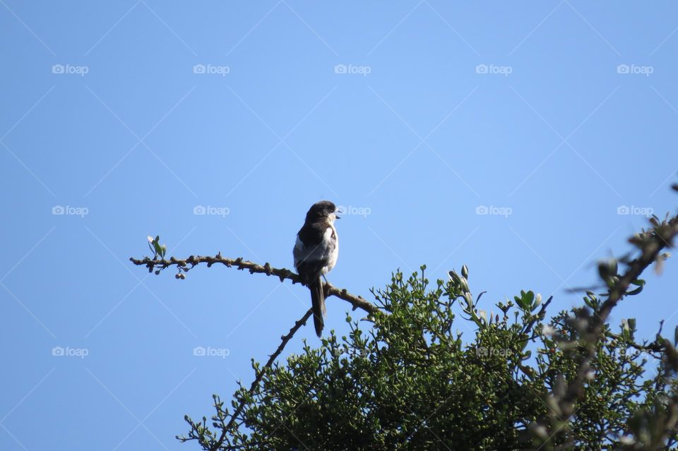 Bird on a branch