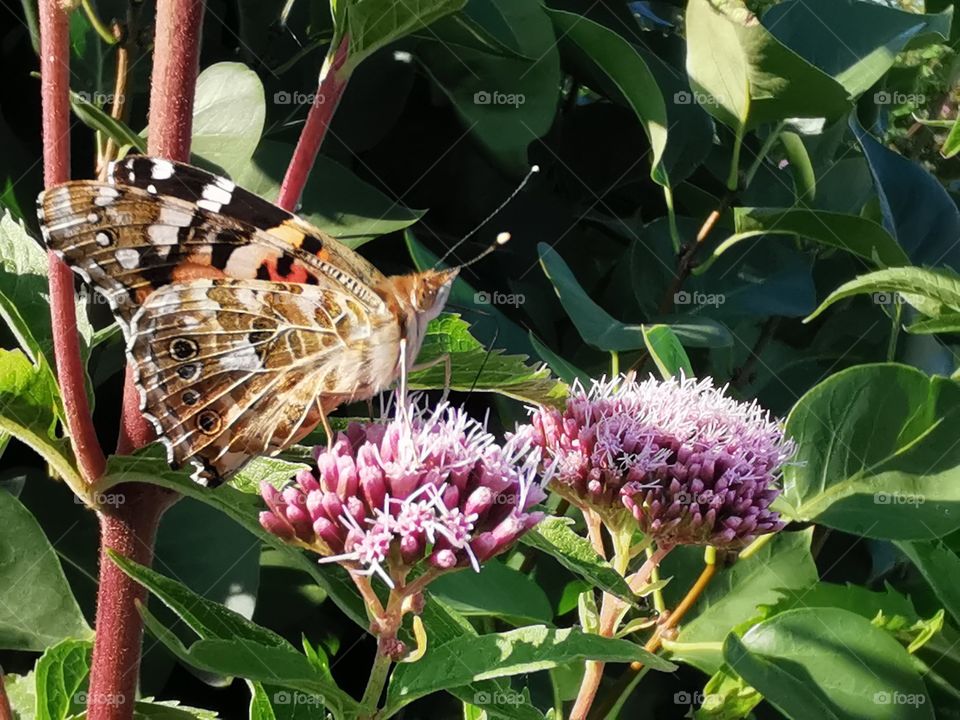 Zusammengeklappter Schmetterling