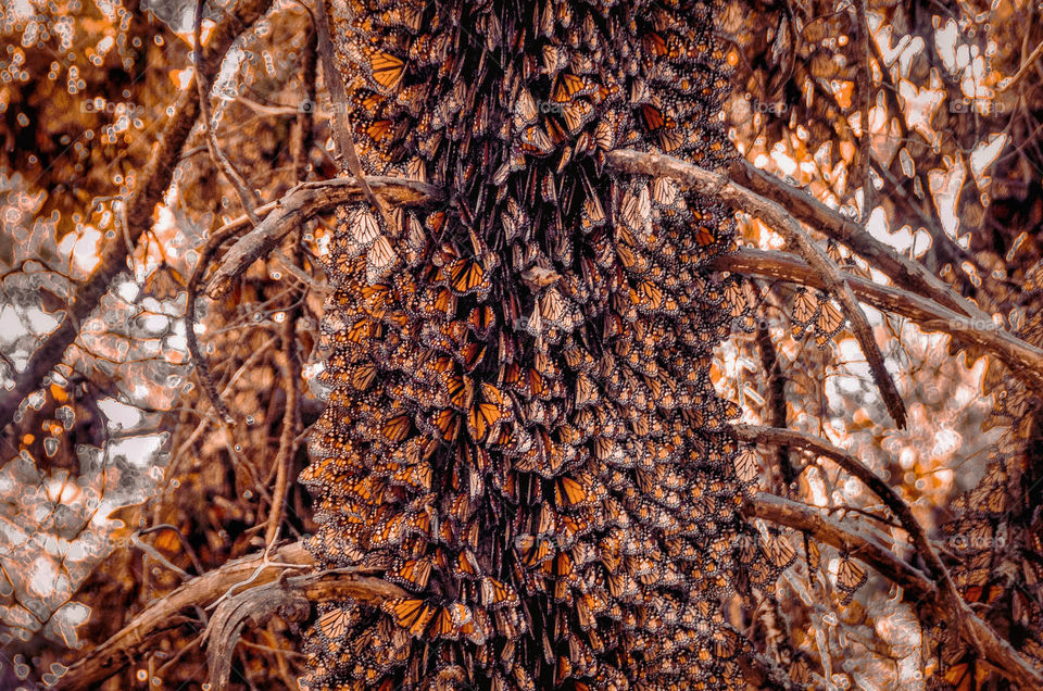 Each fall, millions of monarch butterflies leave their summer breeding grounds in the northeastern U.S. and Canada and travel upwards of 3,000 miles to reach overwintering grounds in southwestern Mexico.