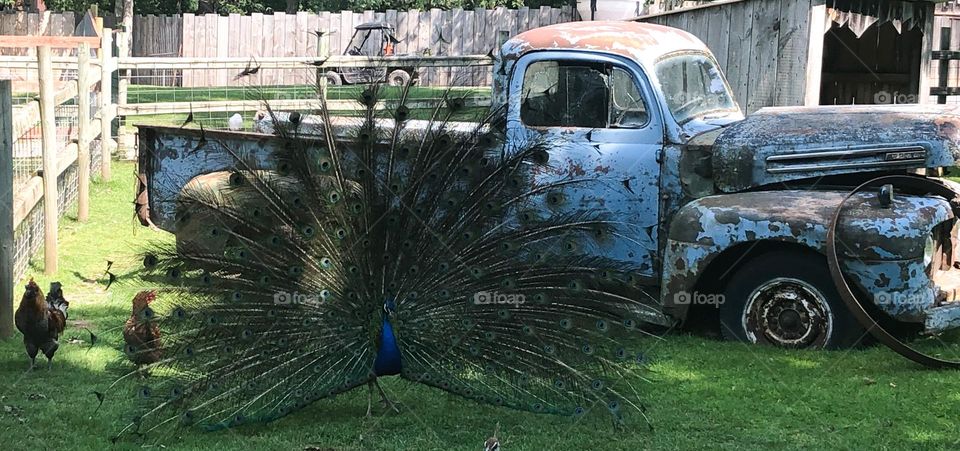 Radiant peacock fans in front of vintage pickup