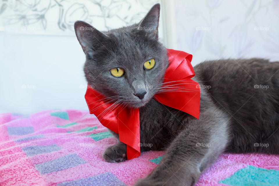 cat with red bow