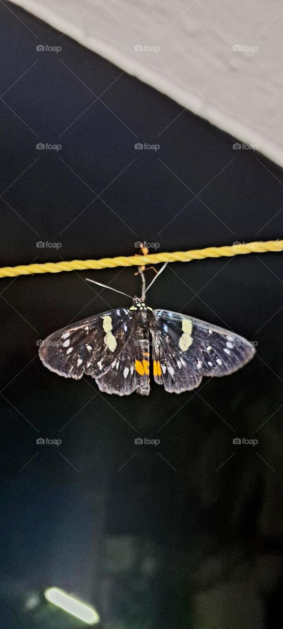 ant catching butterfly
