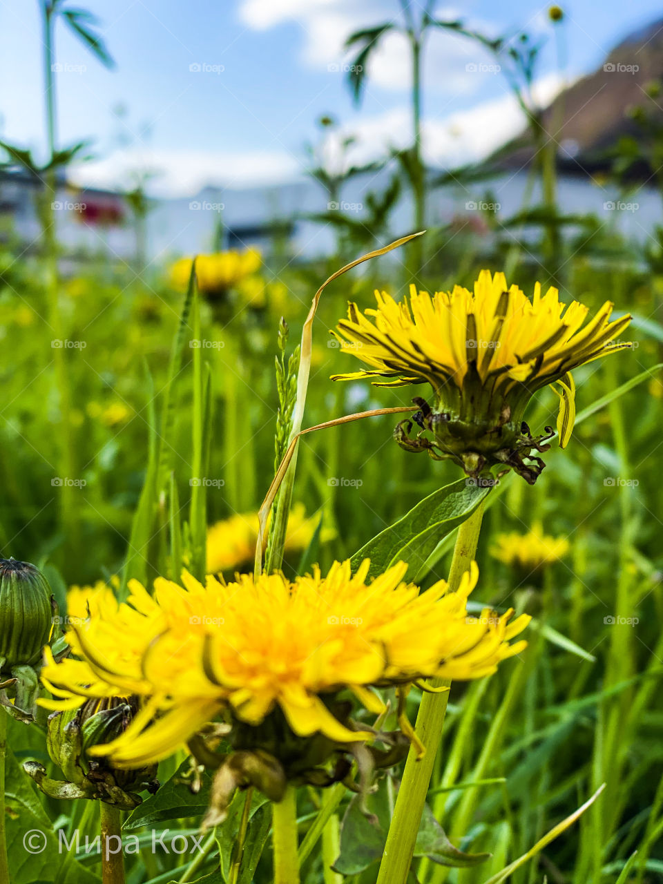 evening dandelions, yellow dandelions, dandelion field,