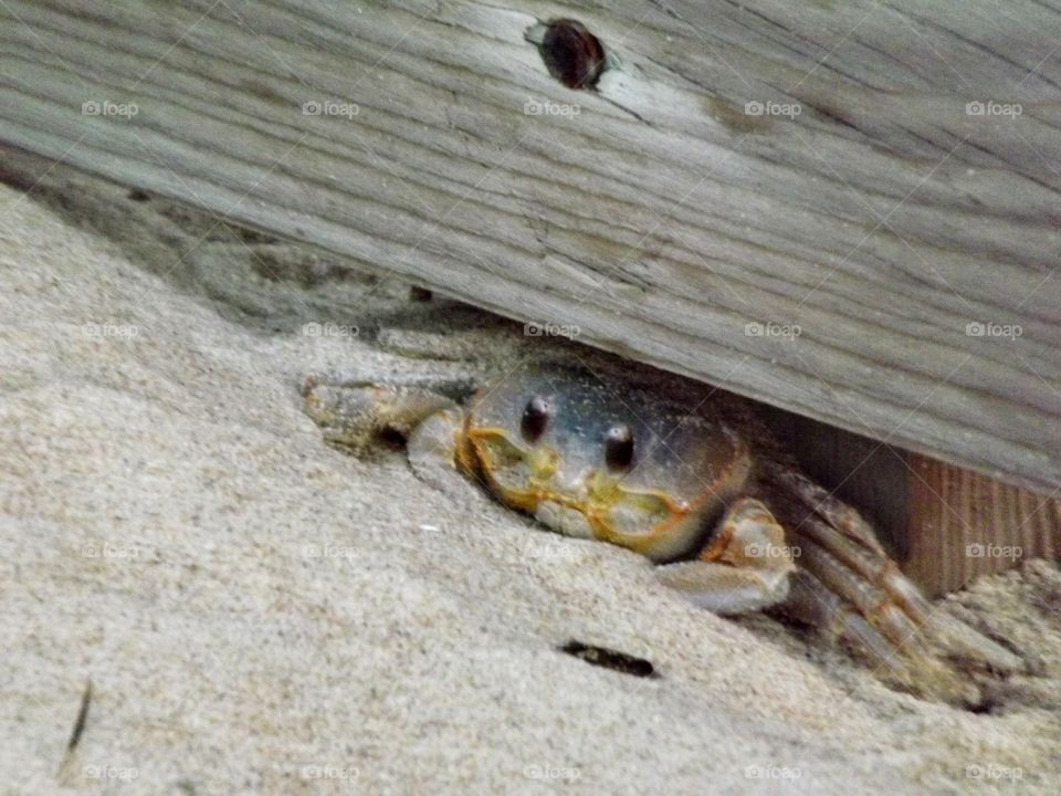 Hidden Crab
