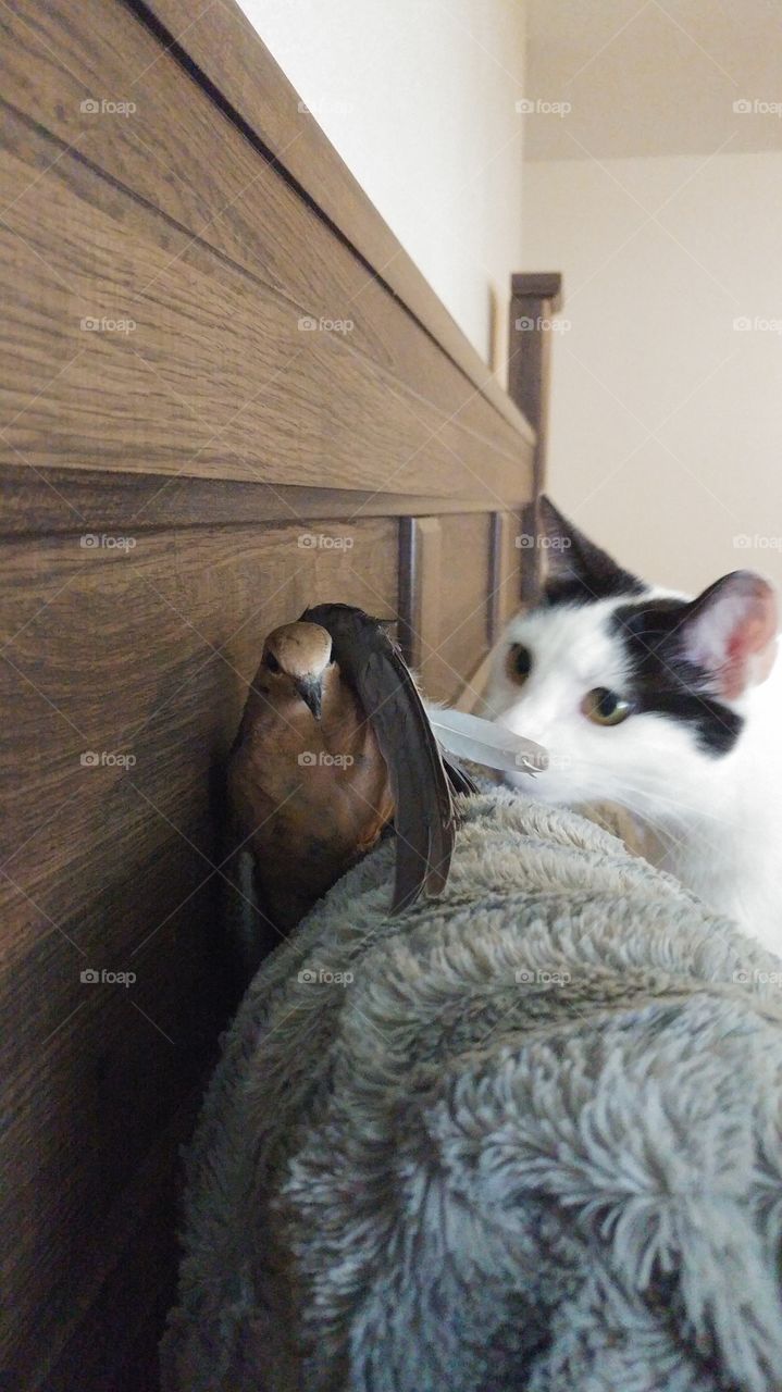 Cat And Dove