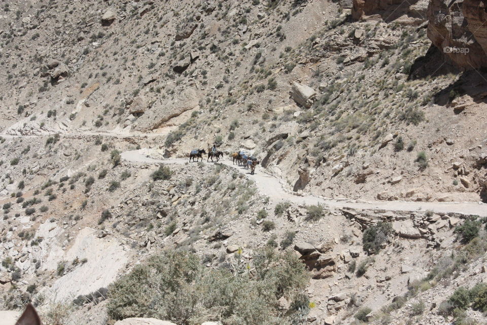 Horses and mules carry camping gear and supplies down a trail along the Grand Canyon