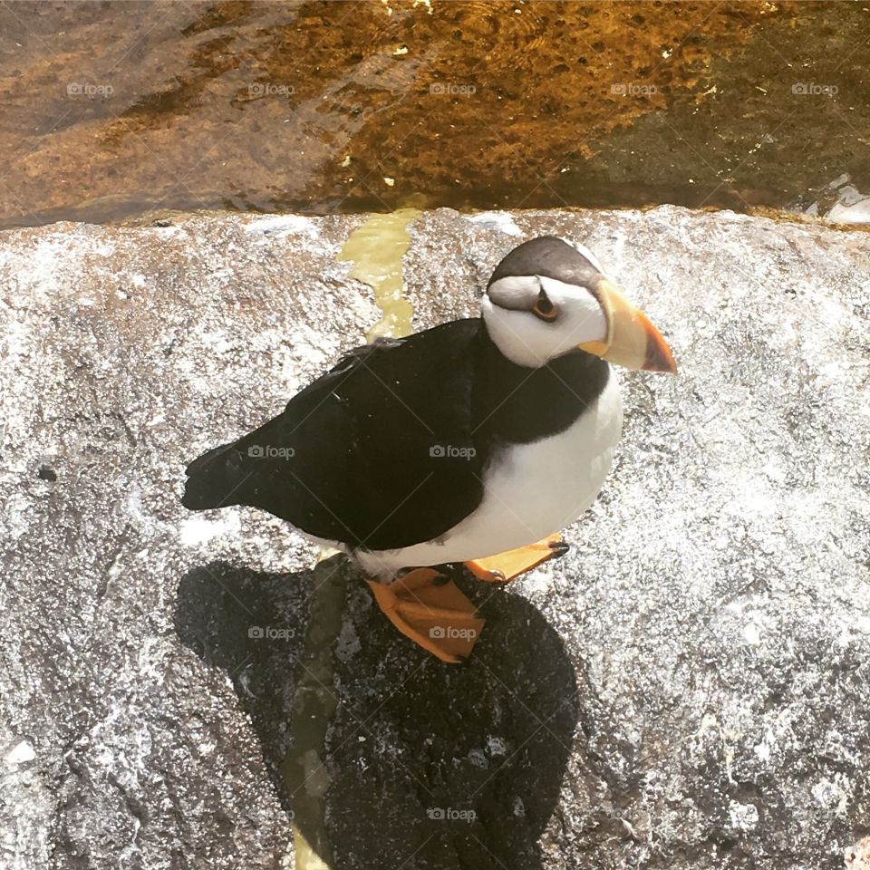 Adorable puffin at the Point Defiance Zoo in Tacoma