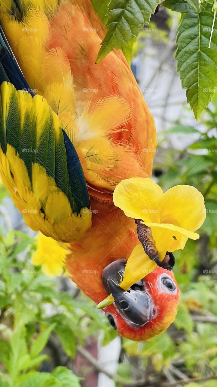 Birds and bees beauty