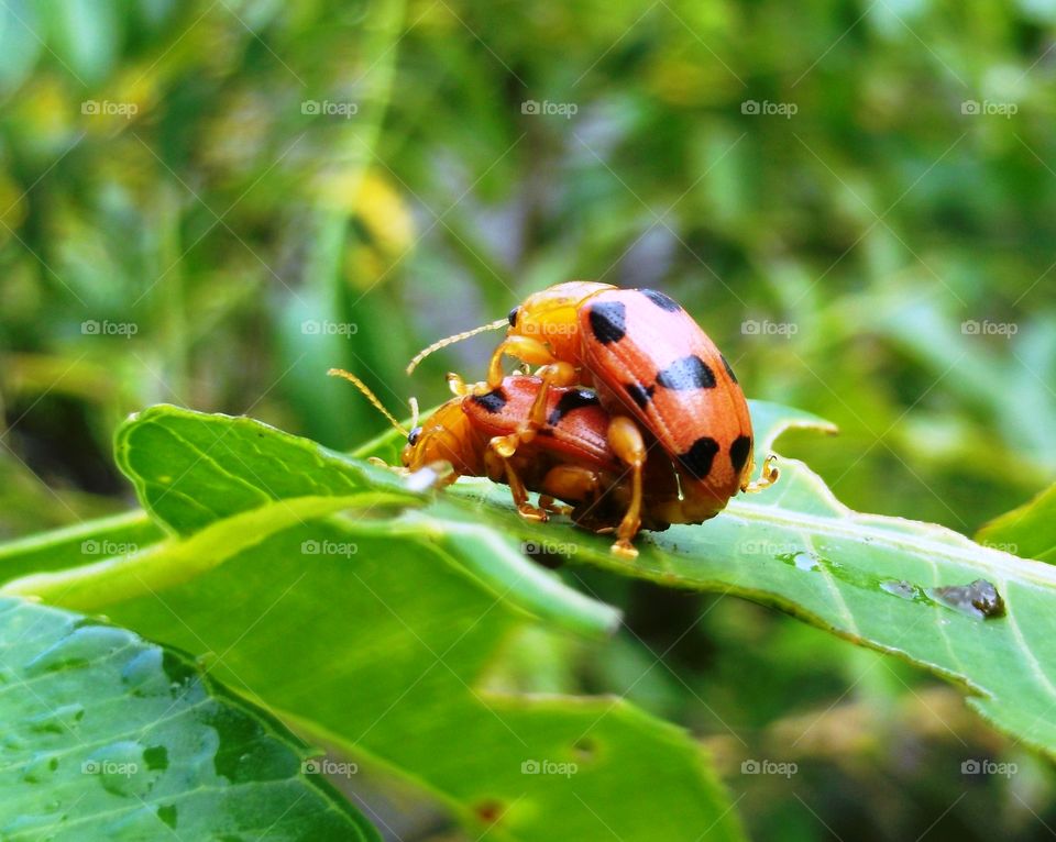 two bugs making love on the leaf