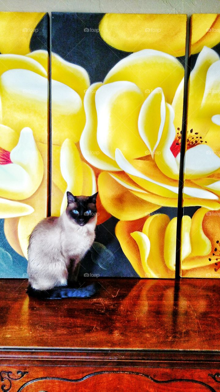 Cat and painting